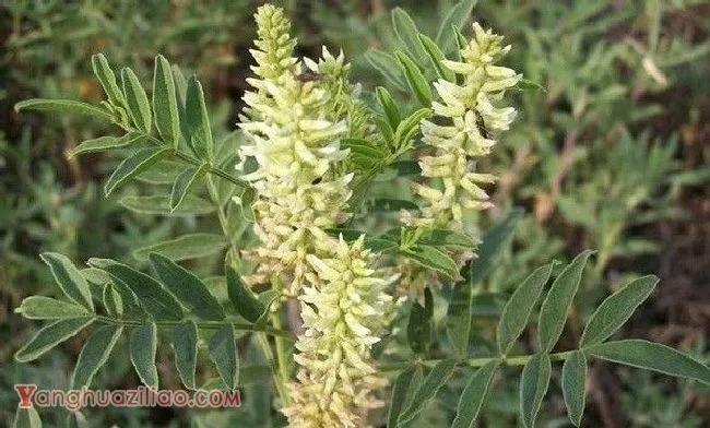 甘草生长过程是怎么样？