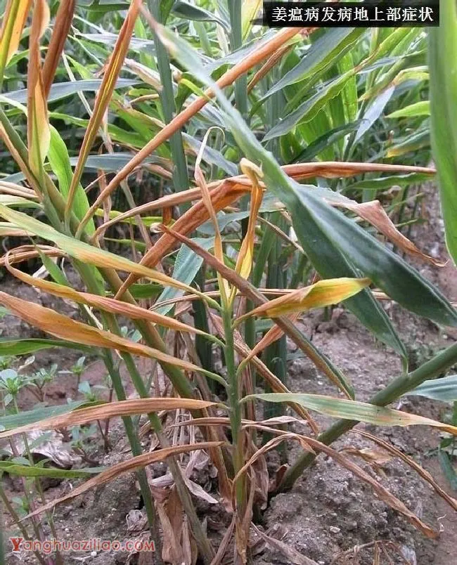 种生姜如何防治姜瘟病？