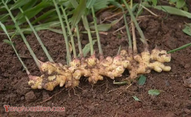 能提高生姜产量的措施