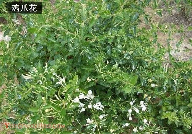 金银花有哪些品种? 金银花有哪些品种?