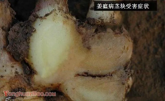 种生姜如何防治姜瘟病？