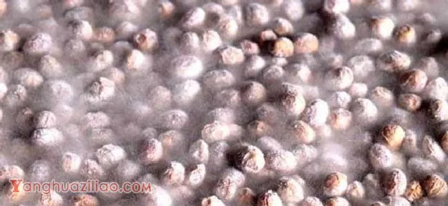 种植灵芝如何防治毛霉？