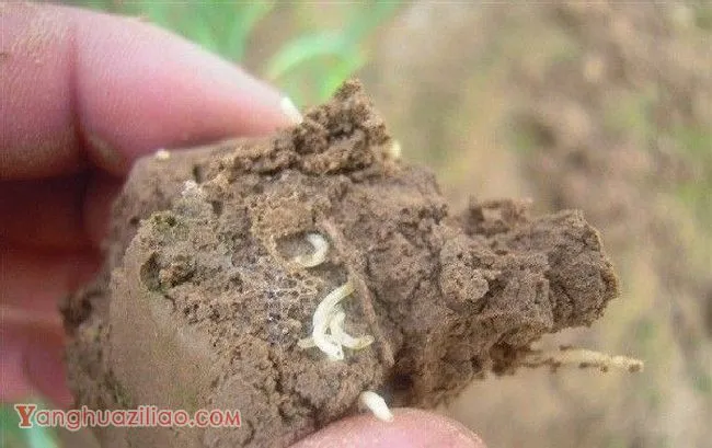 种植当归如何防治地蛆? 种植当归如何防治地蛆?