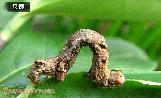 金银花如何防治尺蠖? 金银花如何防治尺蠖?