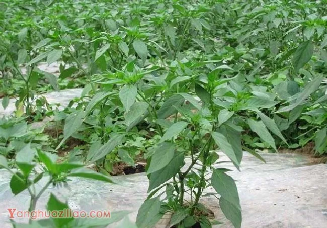 辣椒怎么施肥，用什么肥料好？