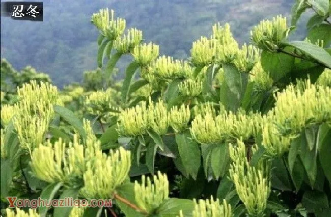 金银花有哪些品种? 金银花有哪些品种?