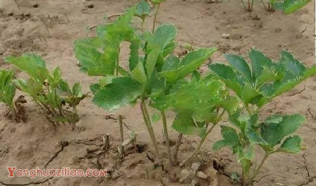 种植白芷如何防治立枯病？