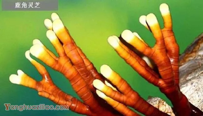 人工种植的灵芝品种有哪些? 人工种植的灵芝品种有哪些?