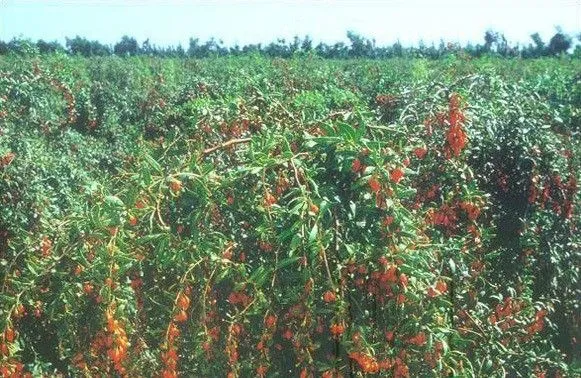 大麻叶枸杞品种好不好？