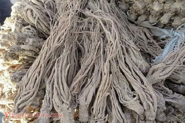 当归的功效与作用是什么? 当归的功效与作用是什么?