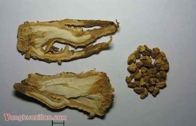 当归的功效与作用是什么? 当归的功效与作用是什么?