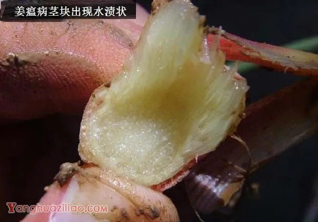 种生姜如何防治姜瘟病？