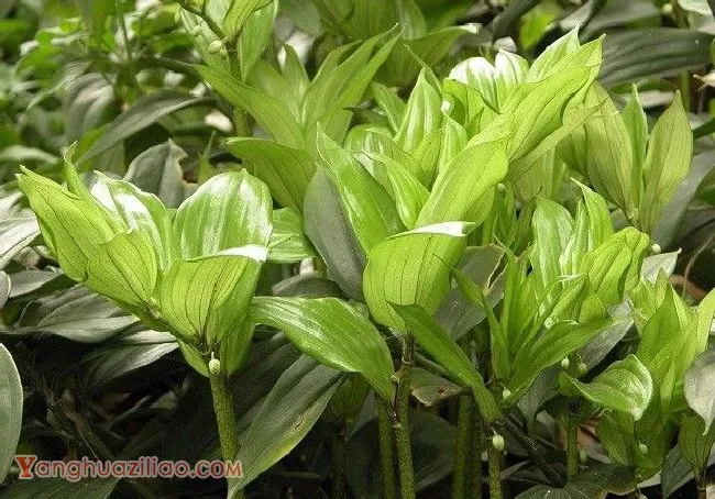 种植玉竹需要怎么样的环境条件？