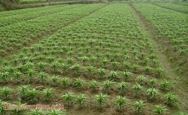 种植百合每亩需要施多少钾肥，如何施？