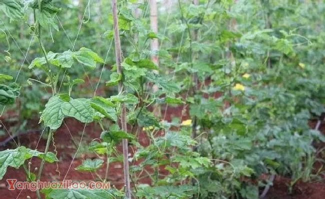 苦瓜生长发育分几个阶段，有什么特点？