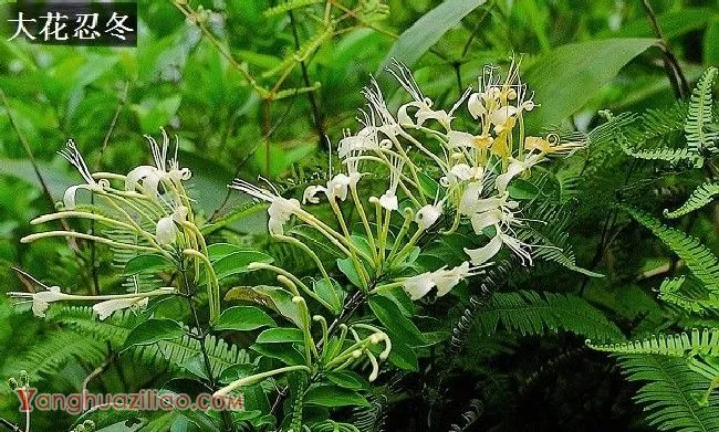 金银花有哪些品种? 金银花有哪些品种?