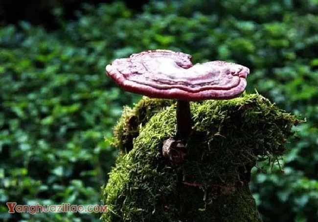 人工种植的灵芝品种有哪些? 人工种植的灵芝品种有哪些?