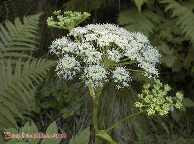 当归早期抽薹如何预防? 当归早期抽薹如何预防?
