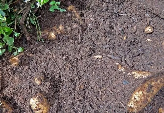 种植天麻如何管理? 种植天麻如何管理?