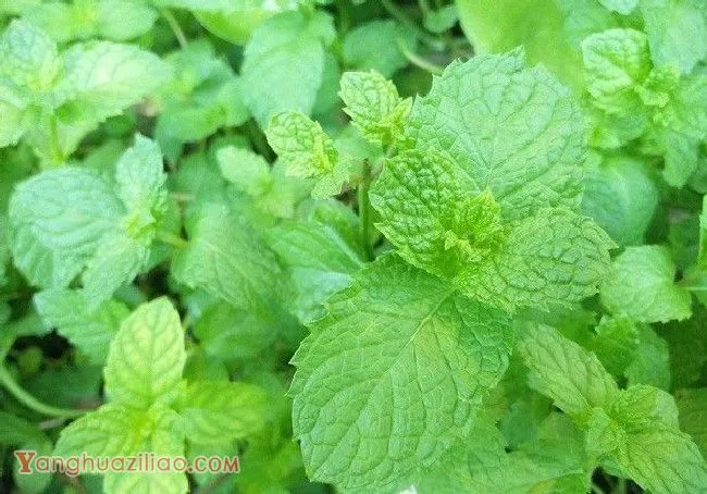 怎么样的环境适宜种植薄荷？