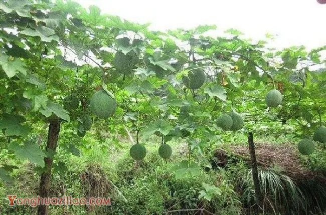 瓜萎生长发育对环境有哪些要求？