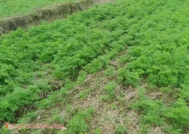 川芎移栽后如何管理？