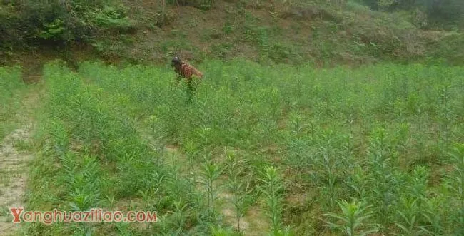 种百合为什么要去分蘖、摘珠芽、摘顶? 种百合为什么要去分蘖、摘珠芽、摘顶?