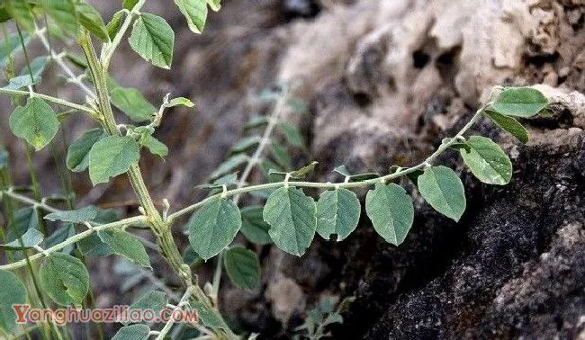 种植甘草需要怎么样的环境条件？