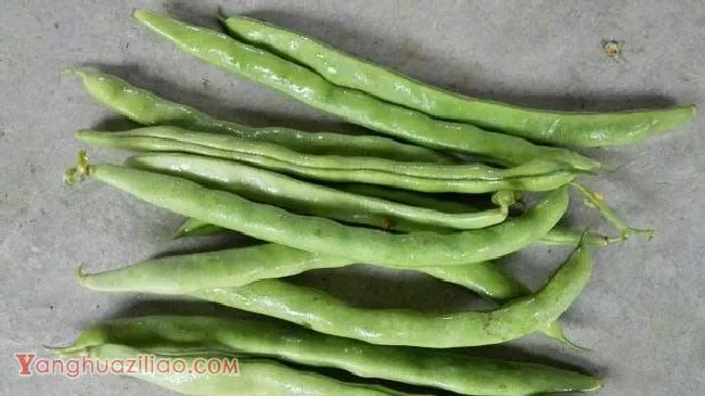 赤裕五号四季豆品种好不好？