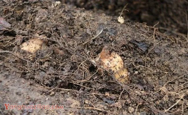 种植天麻如何管理? 种植天麻如何管理?