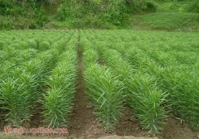 食用百合怎么种产量高? 食用百合怎么种产量高?