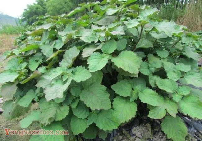 什么是广藿香? 什么是广藿香?