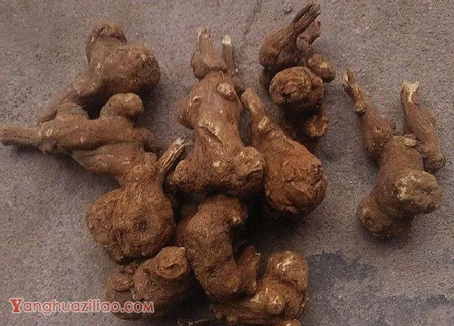 什么是白术？