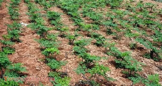 种植当归如何追肥? 种植当归如何追肥?