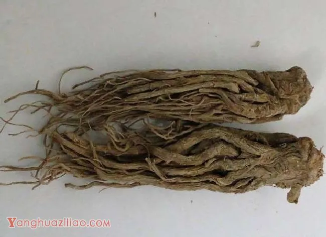 当归的功效与作用是什么? 当归的功效与作用是什么?