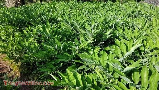 种植玉竹需要怎么样的环境条件？