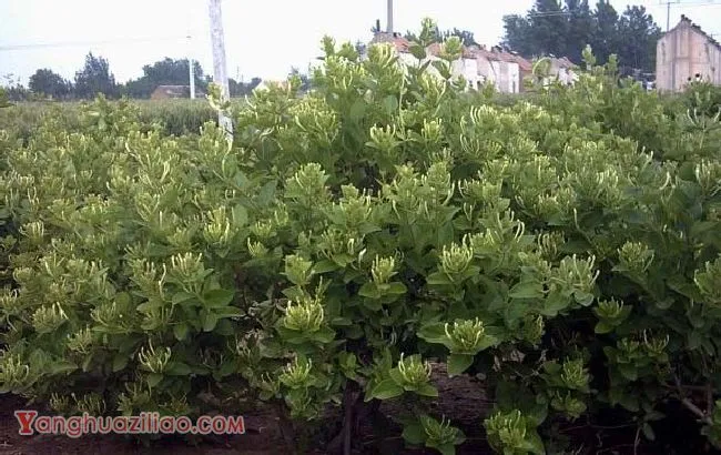 巨鹿金银花种植现状 巨鹿金银花种植现状
