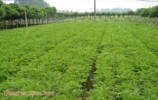 川芎移栽后如何管理？