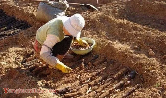 种植天麻需要怎么样的环境条件? 种植天麻需要怎么样的环境条件?
