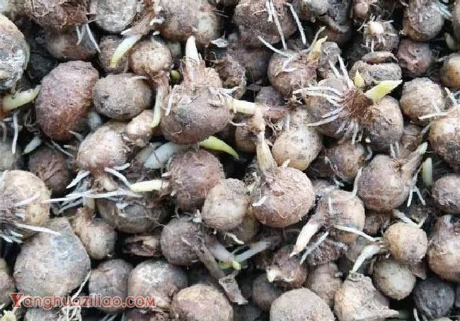 半夏种植前如何催芽? 半夏种植前如何催芽?