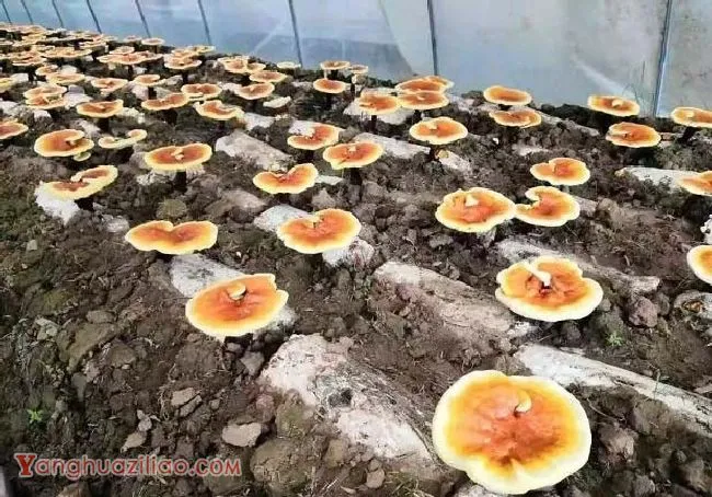 制作灵芝菌种时可以使用哪些消毒剂？