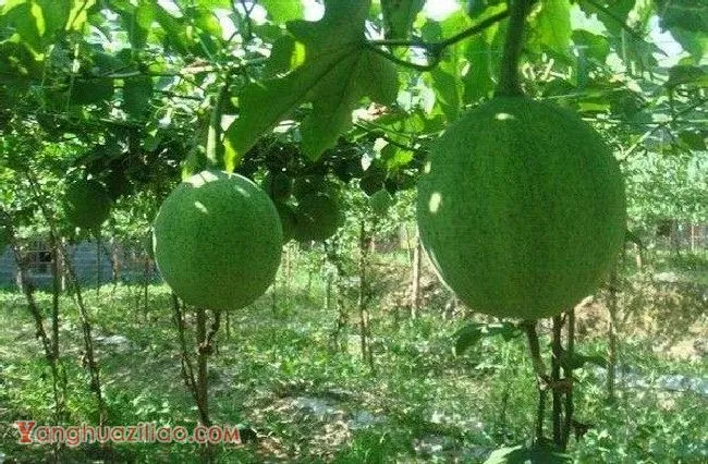 瓜萎生长发育对环境有哪些要求？