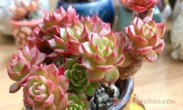 多肉药锦怎么办