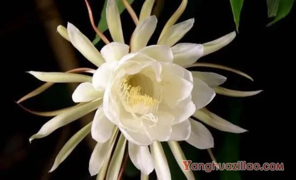 昙花不开花怎么办