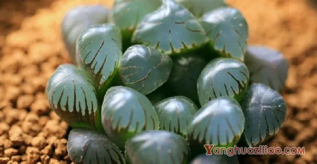 冰灯玉露怎么养