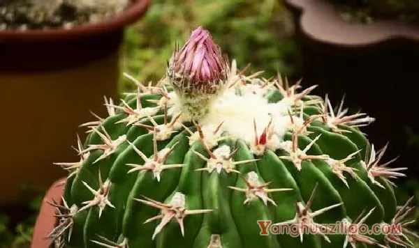 仙人球怎么施肥才正确,老农总结一年四季施肥方法