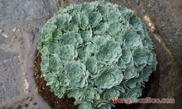 花团簇锦 花团簇锦