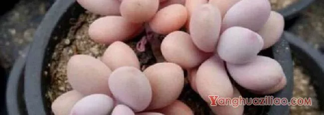 如何让桃蛋变红