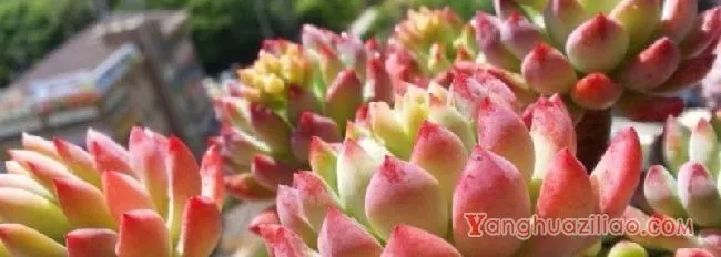 梅雨季节多肉怎么养