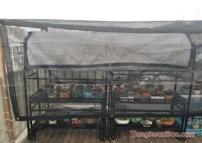 露台养多肉，你准备好了吗？